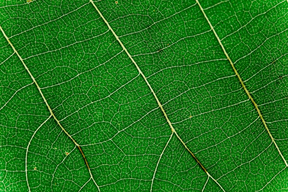 PWAN Eco-Friendly Estates